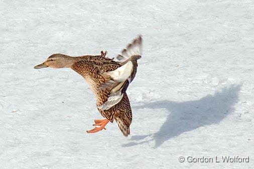 Mallard Landing_13837.jpg - Mallard Duck (Anas platyrhynchos) photographed at Ottawa, Ontario - the capital of Canada.